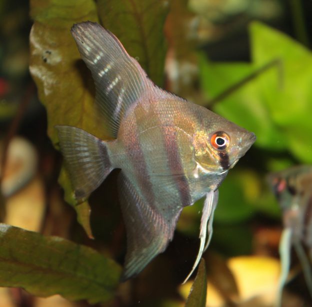 Freshwater Angelfish - Somethings PhishySomethings Phishy